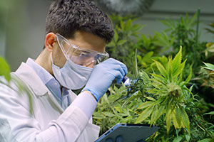 Cannabis industry benefits
